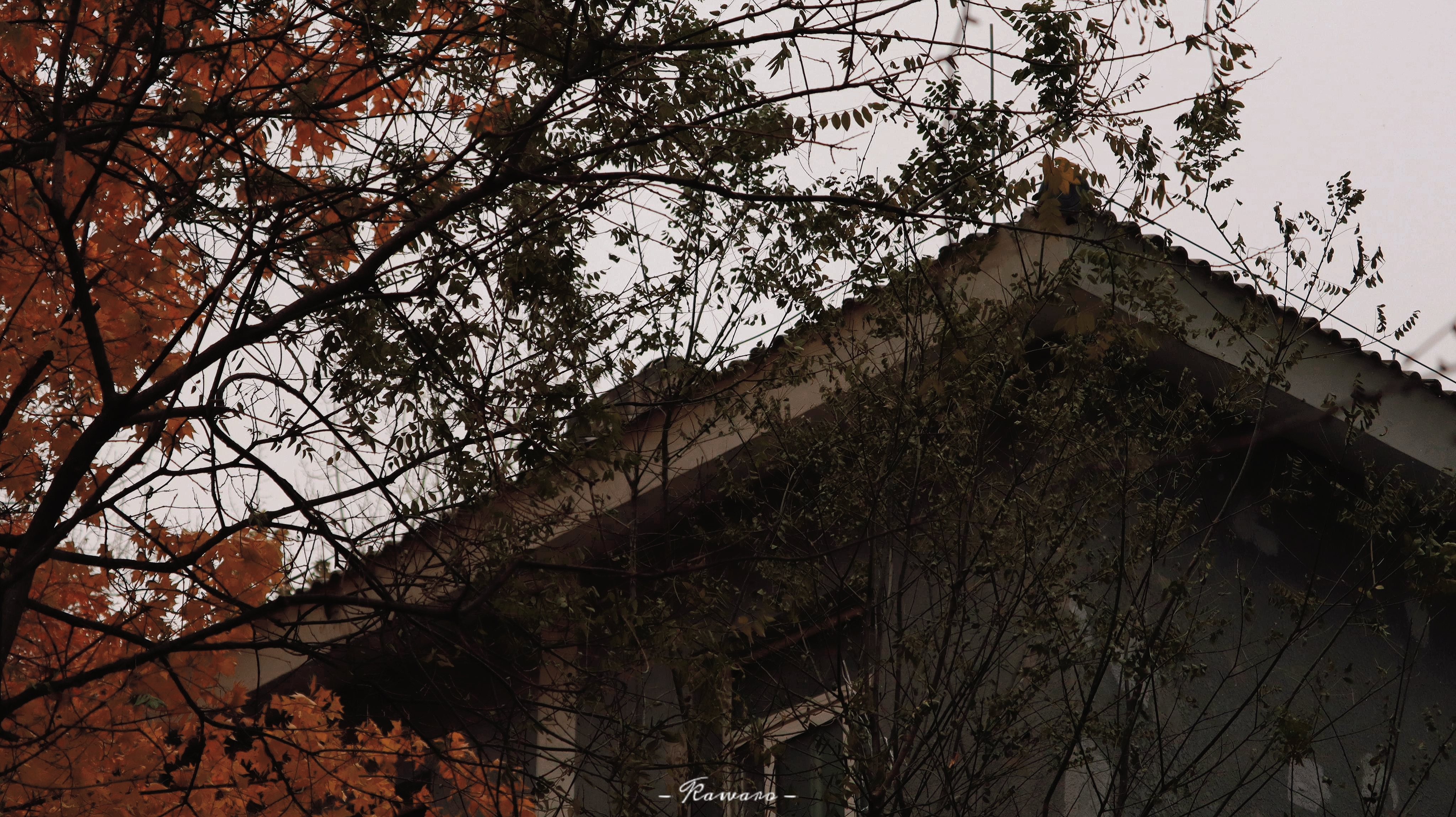 retouch_2023112510334606.jpg